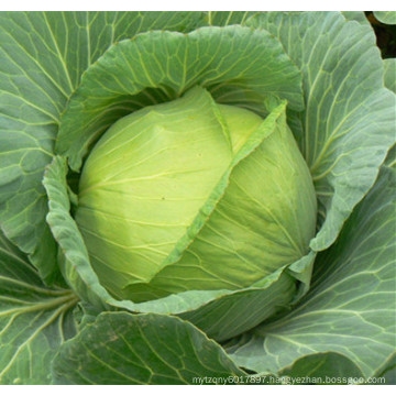 HC39 Lilun Oblateness dark green F1 hybrid cabbage seeds